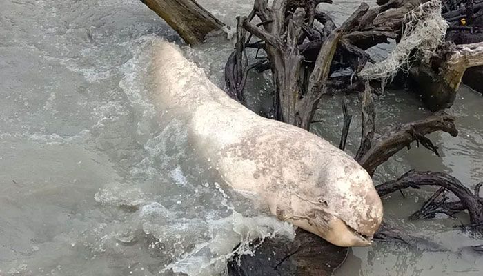 ভেসে আসা মৃত ডলফিন