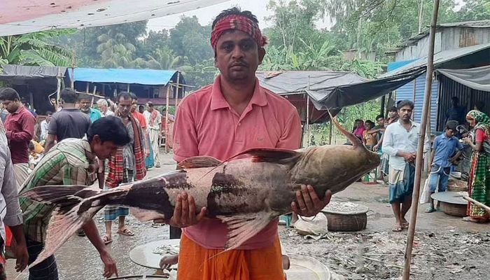 মানিকগঞ্জে ২২ কেজি ওজনের বাঘাইড় ২৪ হাজারে বিক্রি হল 