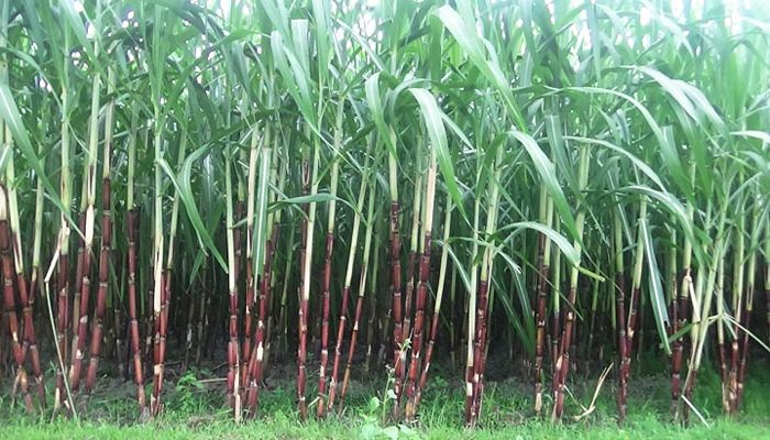 ভাগ্য বদলানোর স্বপ্ন দেখছেন চকরিয়ার আখ চাষিরা