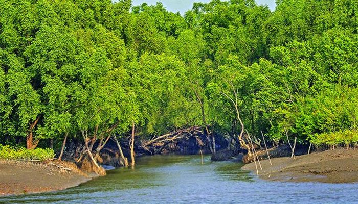 পর্যটকদের জন্য সুন্দরবন খুলছে ১ সেপ্টেম্বর