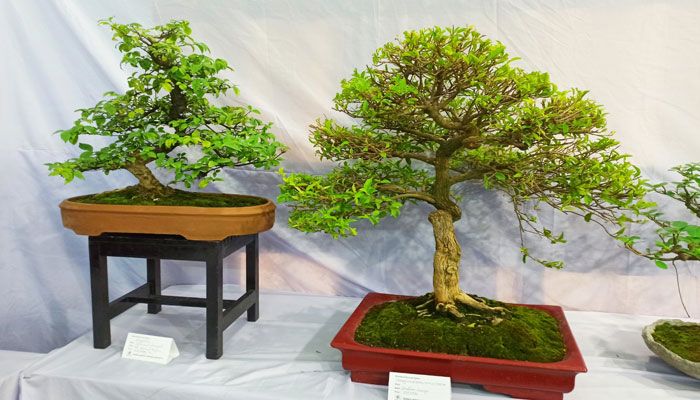 বনসাই প্রদর্শনী