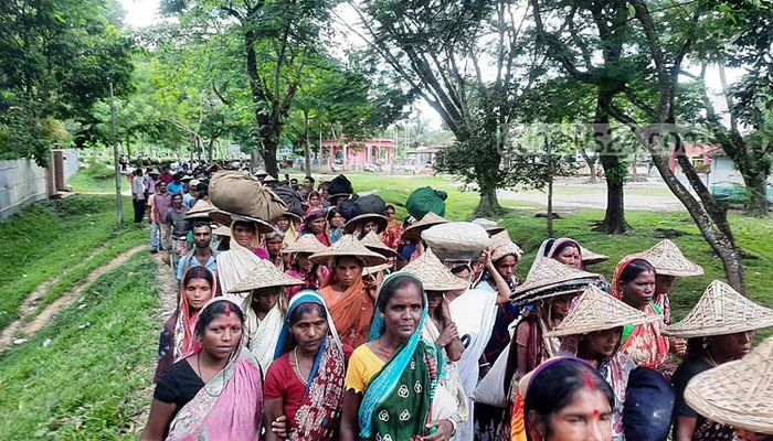 ১২০ টাকা মজুরিতেই কাজে ফিরছেন চা শ্রমিকরা
