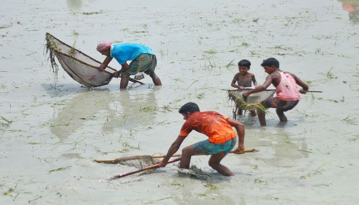 এ যেন মাছ ধরার উৎসব
