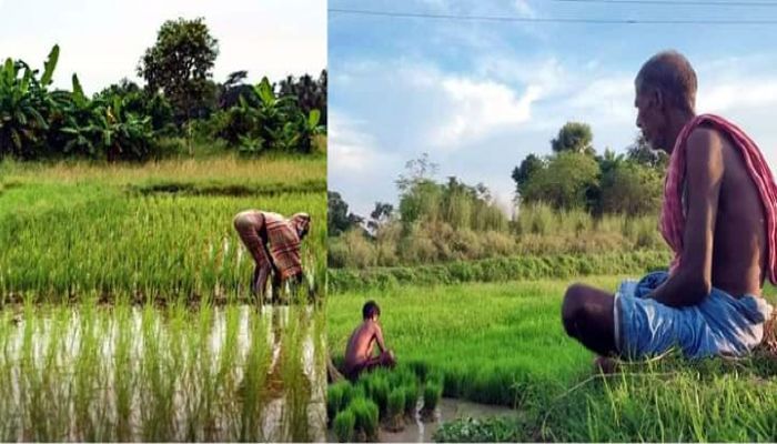তেলের দাম বাড়ায় হতাশ ঝিনাইদহের কৃষকরা
