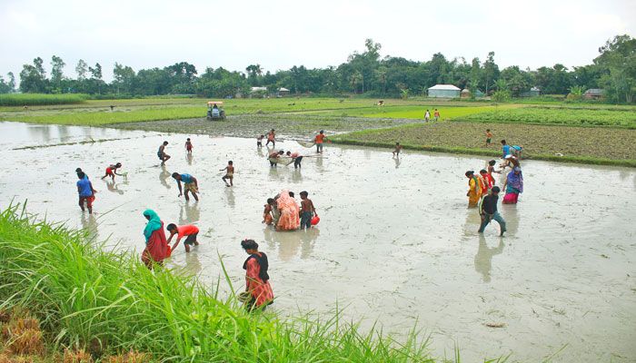 বগুড়ার ধুনট উপজেলার ছোট এলাঙ্গী গ্রামের দৃশ্য