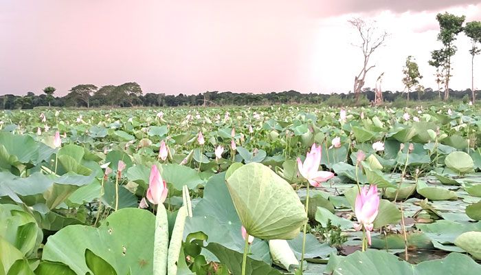 প্রকৃতিপ্রেমীরা ছুটছে তাড়াইলের পদ্মবিলে