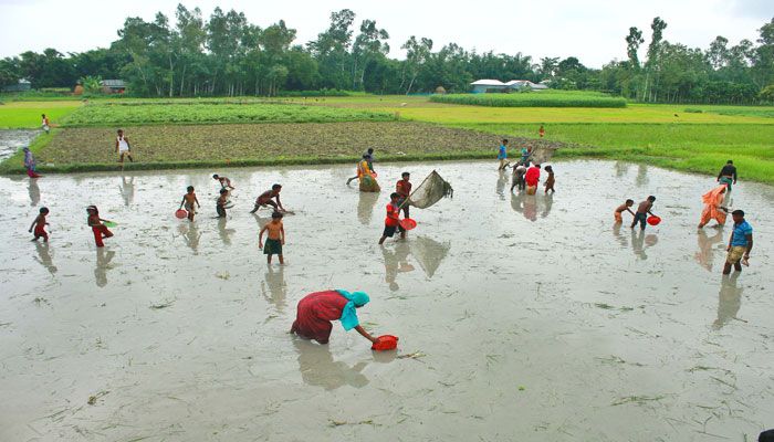 গ্রামের নারী-পুরুষ-শিশু সবাই মিলে মাছ ধরছে 