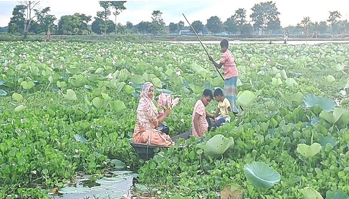 প্রকৃতিপ্রেমীরা ছুটছে তাড়াইলের পদ্মবিলে