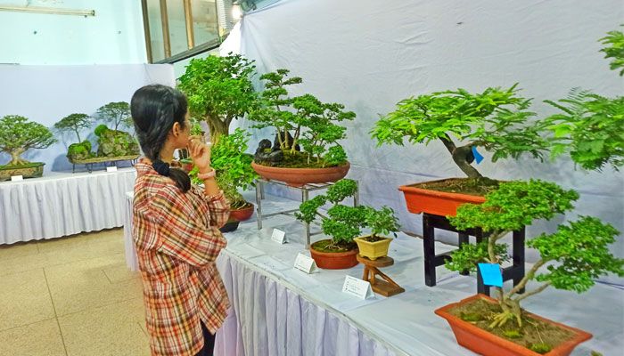 বনসাই প্রদর্শনী