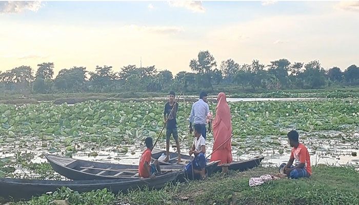 প্রকৃতিপ্রেমীরা ছুটছে তাড়াইলের পদ্মবিলে