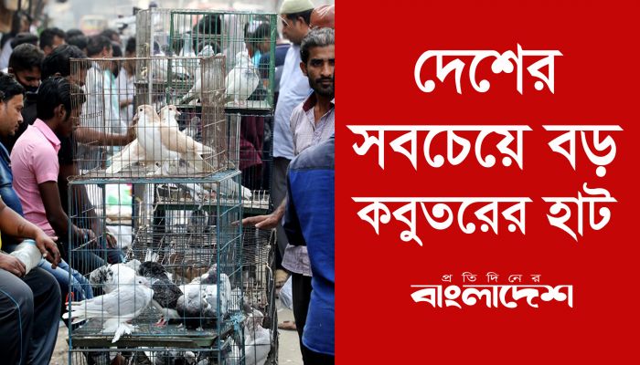 দেশের সবচেয়ে বড় কবুতরের হাট