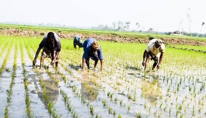 আউশের আবাদ বৃদ্ধি : ভালো ফলনের স্বপ্ন দেখছেন কৃষক