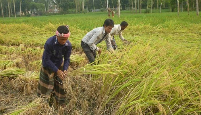 নওগাঁয় চাষির ঘরে উঠবে আড়াই লাখ টন ধান