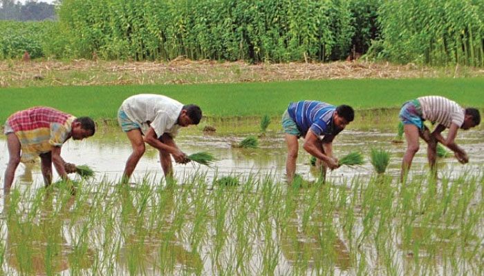 দিনাজপুরে আমন চাষে ব্যস্ত কৃষক