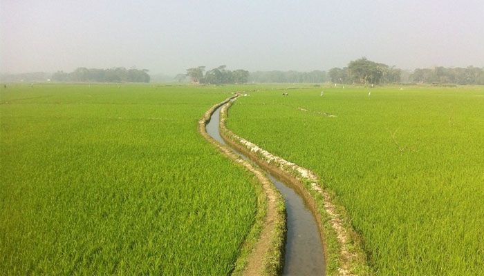 ফ্রি সেচ সুবিধায় খুশি ঠাকুরগাঁওয়ের কৃষকরা