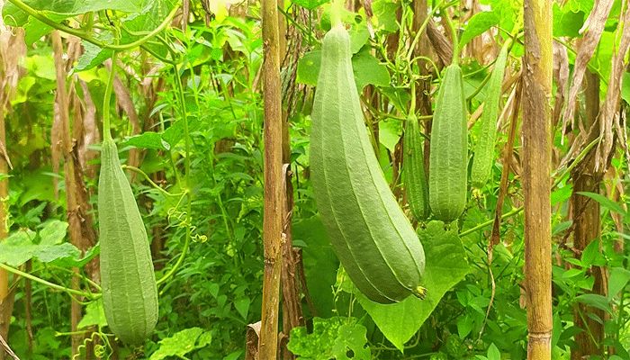 অভিনব পদ্ধতিতে ঝিঙে চাষ