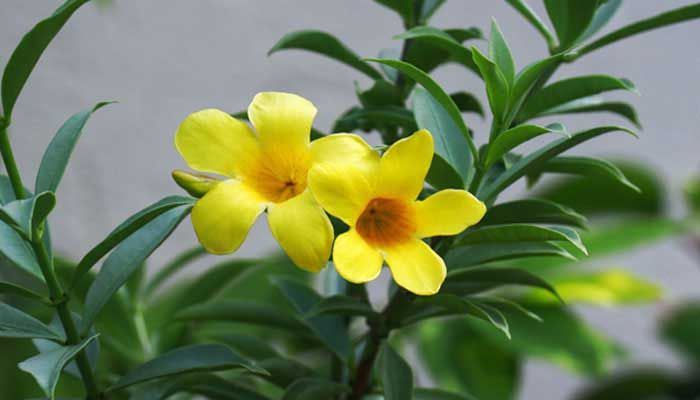আলমন্ডা