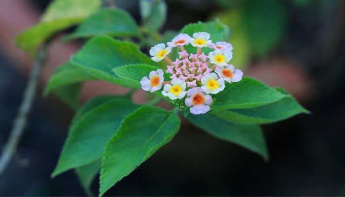 বিটুনিয়া