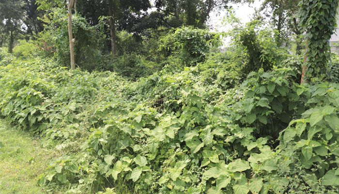 সাপ আতঙ্কে ইবি শিক্ষার্থীরা