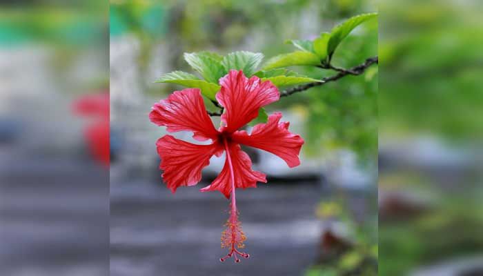 ফুলে ফুলে