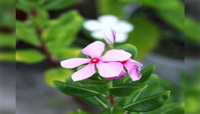 বেগুনি নয়নতারা 