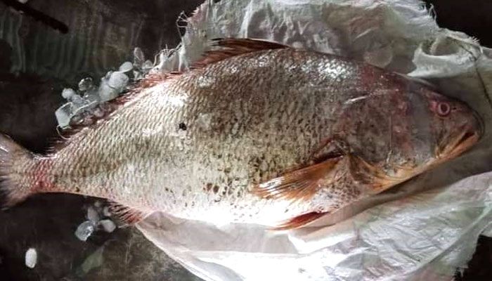 ৩৩ কেজি পোপা মাছের দাম হাঁকা হচ্ছে ১০ লাখ টাকা