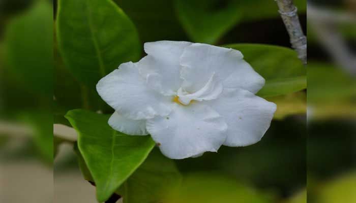টগর