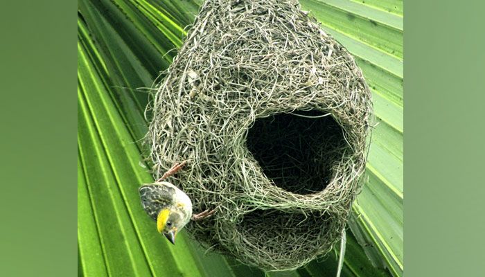 বাবুই পাখির স্বাধীনতার সুখ