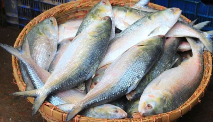 ৭ অক্টোবর থেকে ২২ দিন ইলিশ ধরা নিষিদ্ধ