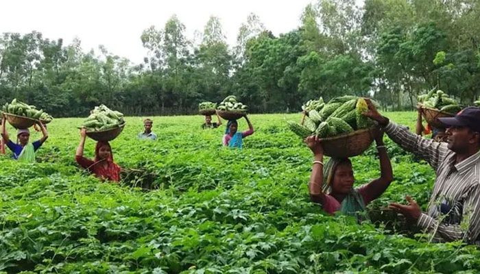 লালমাই পাহাড়ের পাদদেশে করলার বাম্পার ফলন