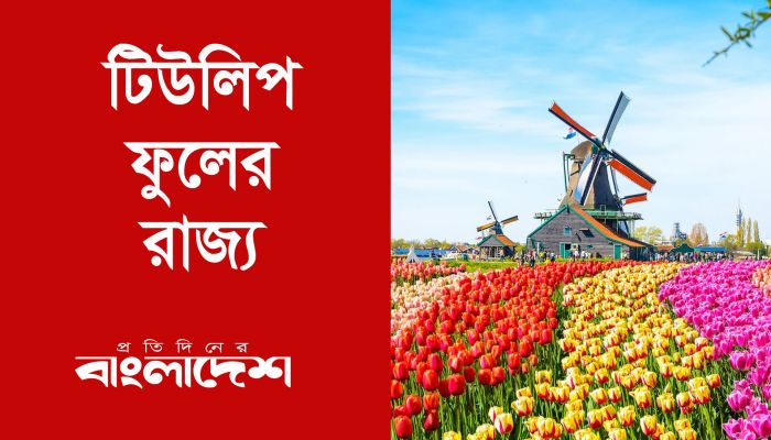 টিউলিপ ফুলের রাজ্য 