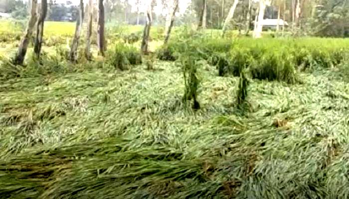 ঘূর্ণিঝড় সিত্রাংয়ের প্রভাবে দেড় লাখ কৃষকের ক্ষতি ৩৪৭ কোটি টাকা