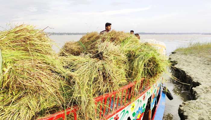 ঘাস বিক্রির টাকায় চলে সংসার