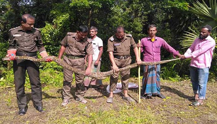 বাগেরহাটে ৩ মুরগি খেয়ে ধরা পড়ল অজগর