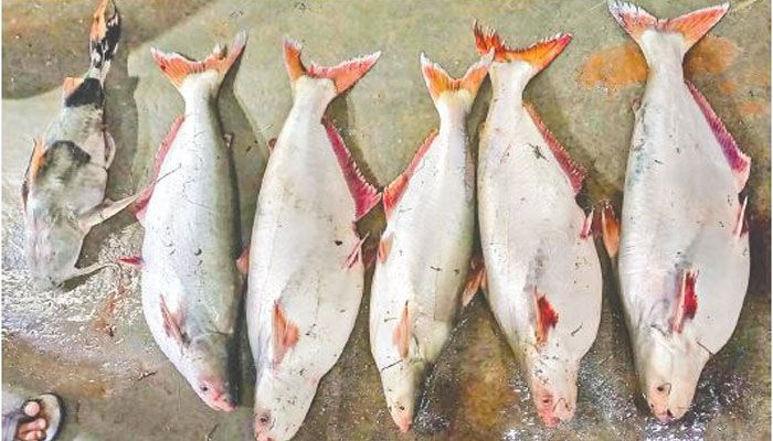 ইলিশের জালে পাঙাশ