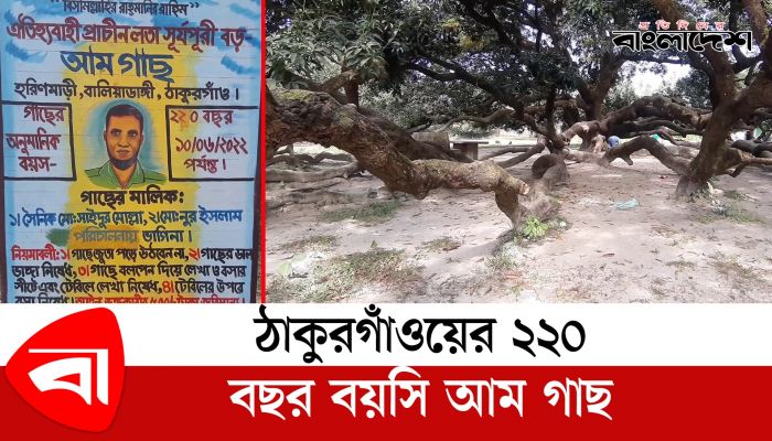 ঠাকুরগাঁওয়ের ২২০ বছর বয়সি আমগাছ