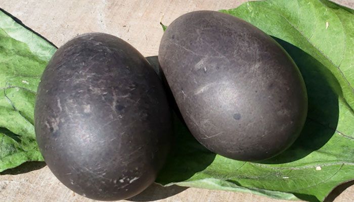 পাতিহাঁস পাড়ল কালো ডিম