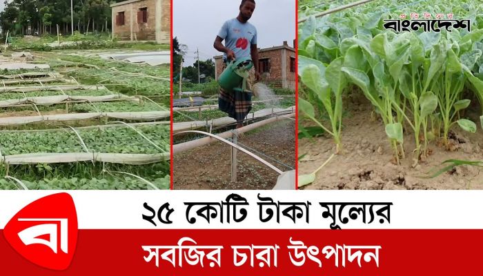 কুমিল্লায় ২৫ কোটি টাকা মূল্যের সবজির চারা উৎপাদন