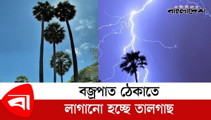 বজ্রপাত ঠেকাতে লাগানো হচ্ছে তালগাছ