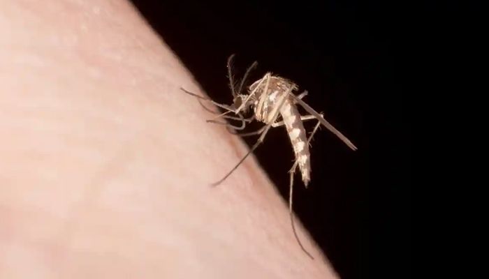 যে কারণে কিছু মানুষকে বেশি মশা কামড়ায়