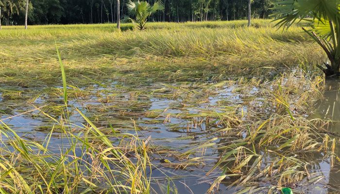 সিত্রাংয়ে আক্রান্ত চট্টগ্রামের ১৮৪৮ হেক্টর জমির ফসল 