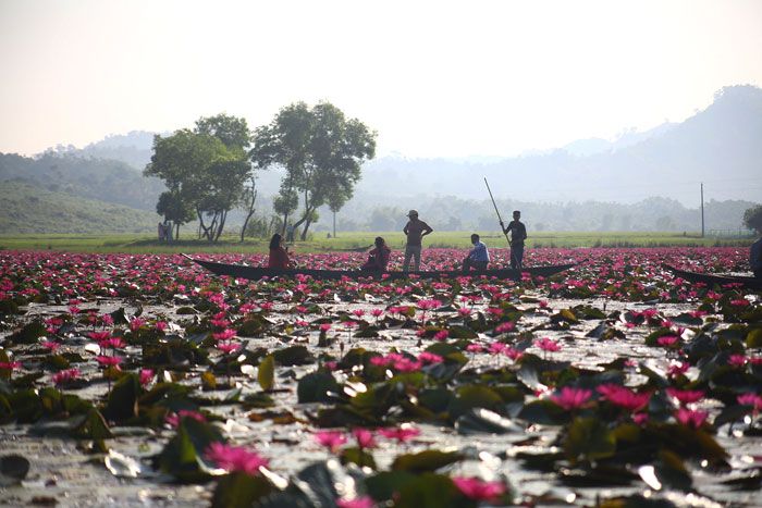 লাল শাপলার রাজ্য