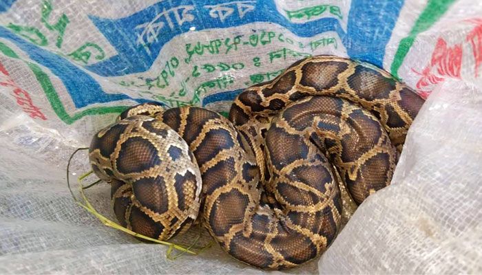 লোকালয়ে আটকে পড়া অজগর মুক্ত হলো বনে