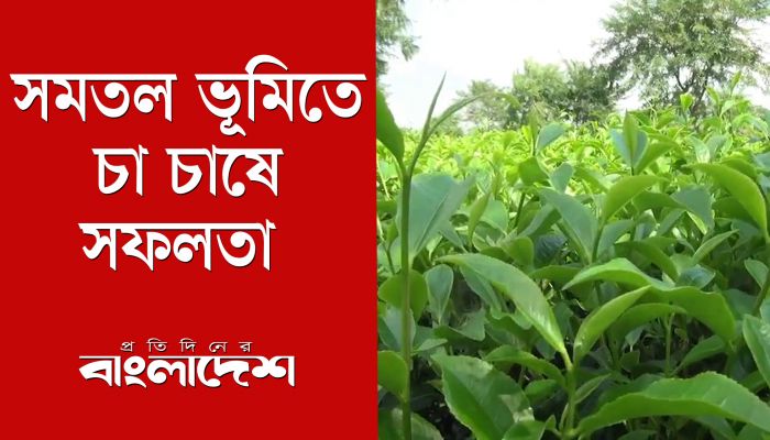 সমতল ভূমিতে চা চাষে সফলতা ! বাড়ছে কৃষকদের আগ্রহ
