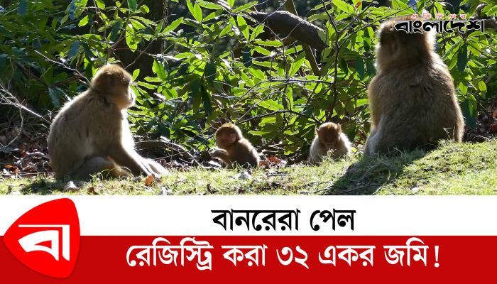 ৩২ একর জমির মালিক বানরেরা! 