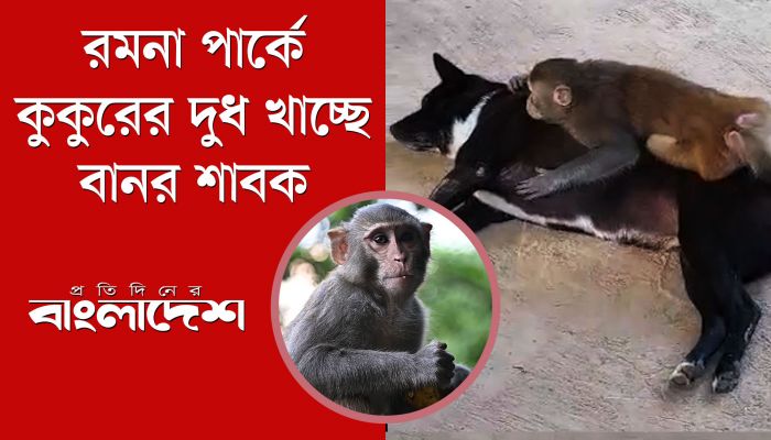 রমনা পার্কে কুকুর-বানরের বিরল ভালোবাসা