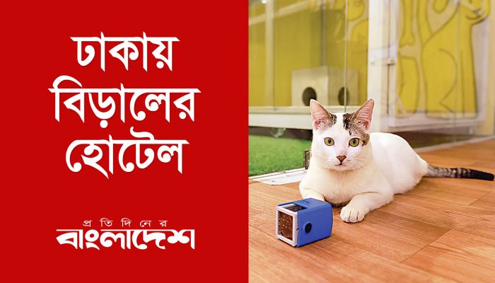 ঢাকায় বিড়ালের হোটেল