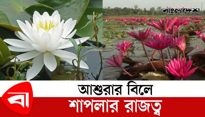 লাল-সাদা শাপলায় মোড়া আশুরার বিল