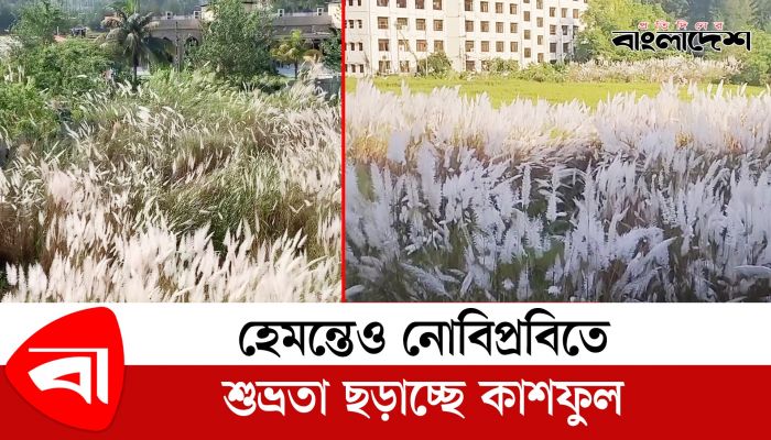 হেমন্তেও নোবিপ্রবিতে শুভ্রতা ছড়াচ্ছে কাশফুল