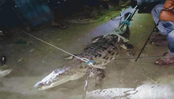 মাছের ঘেরে বিশাল আকৃতির কুমির